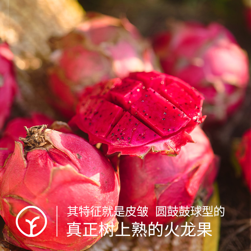 远方好物树上熟火龙果