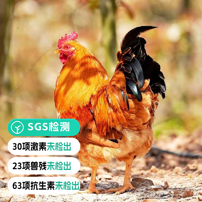 梨花童子鸡