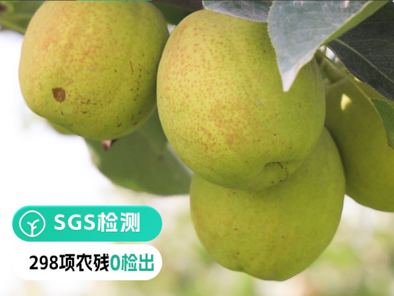 新疆库尔勒香梨SGS检测报告