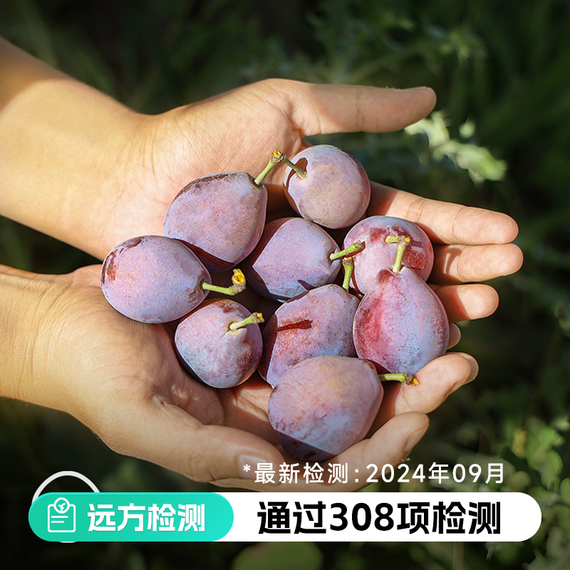 新疆喀什西梅 药食同源